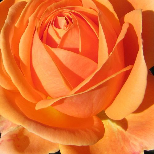 Rosa Perfect Pet™ - trandafir cu parfum discret - Trandafir copac cu trunchi înalt - cu flori în buchet - portocaliu - Edward Smith - coroană tufiș - ,-